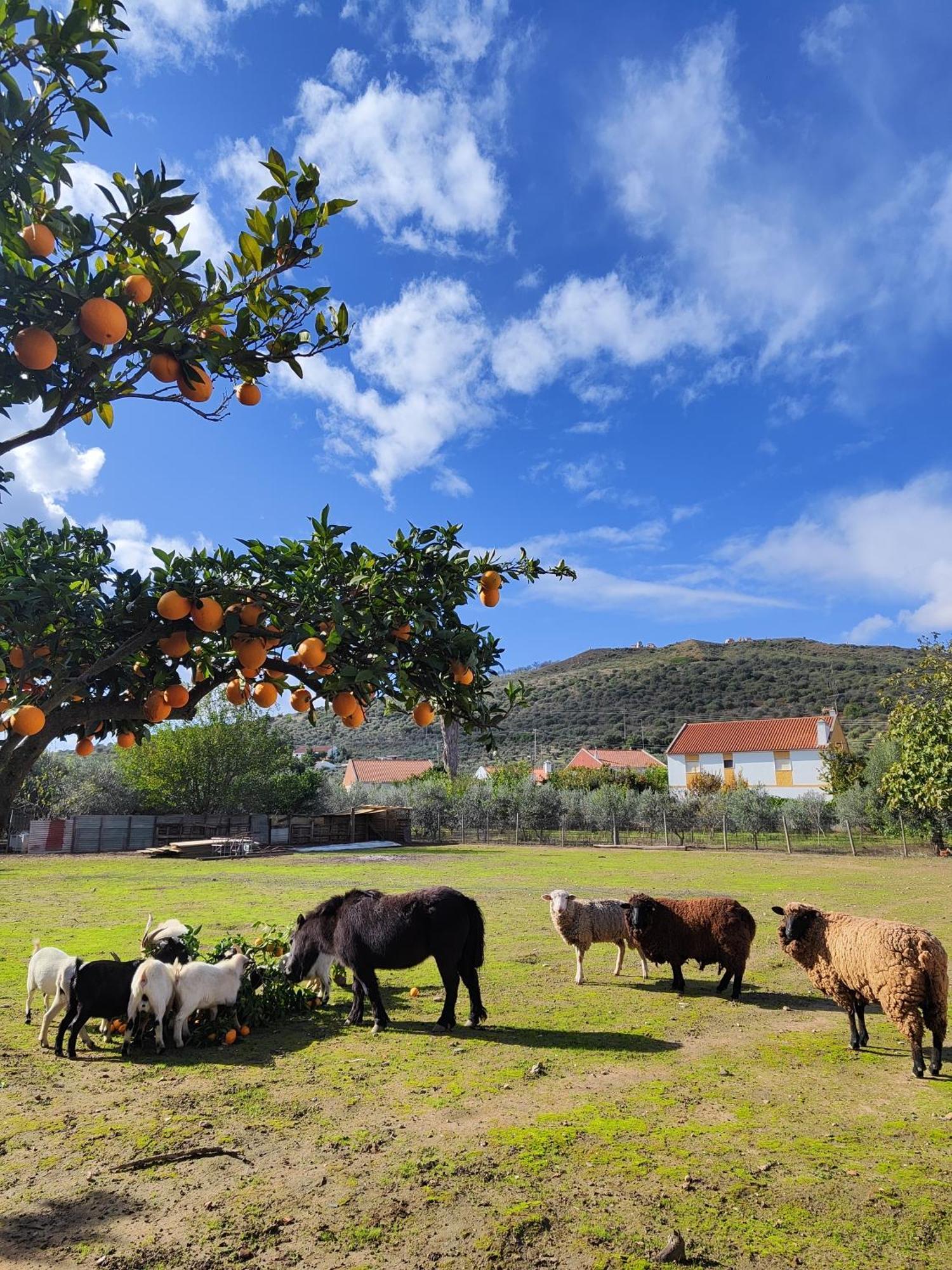 Quinta Da Ponte Das Hortas 2 Elvas Exteriér fotografie